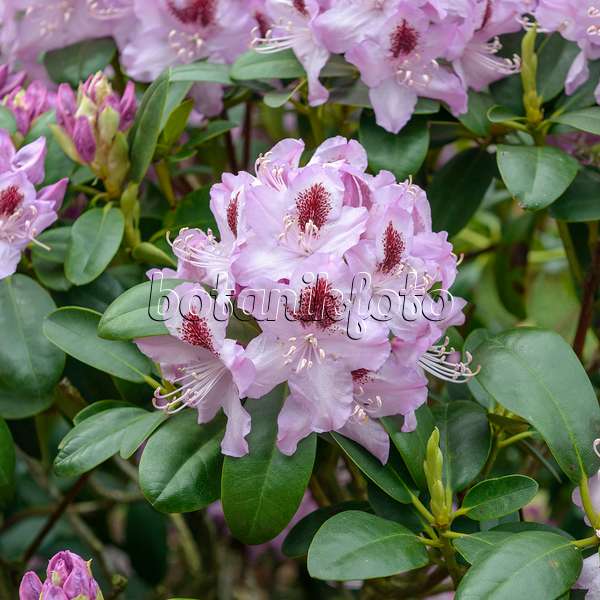 575310 - Catawba-Rhododendron (Rhododendron catawbiense 'Humboldt')