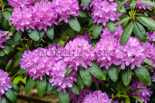 593182 - Catawba-Rhododendron (Rhododendron catawbiense 'Roseum Elegans')
