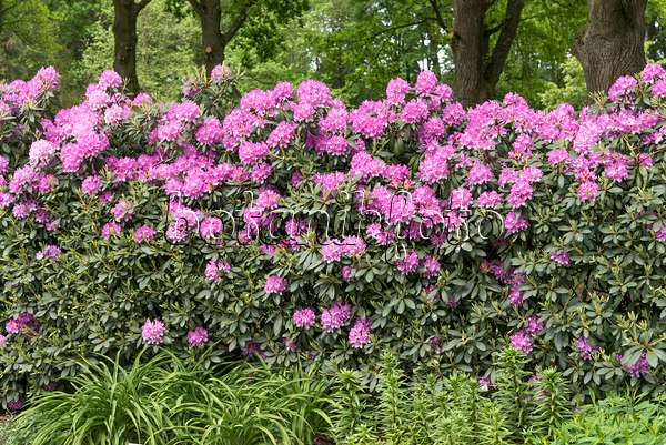 638275 - Catawba-Rhododendron (Rhododendron catawbiense 'Roseum Elegans')