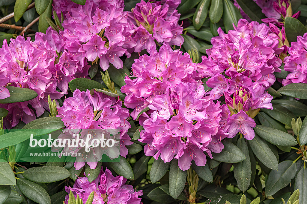 638276 - Catawba-Rhododendron (Rhododendron catawbiense 'Roseum Elegans')