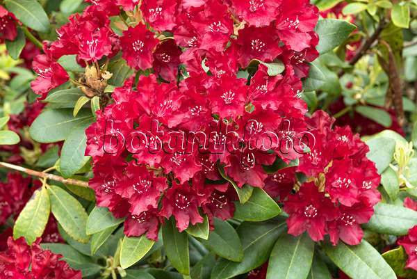 638277 - Catawba-Rhododendron (Rhododendron catawbiense 'Sammetglut')