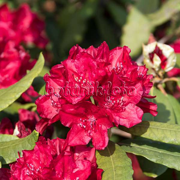 651468 - Catawba-Rhododendron (Rhododendron catawbiense 'Hachmanns Feuerschein')