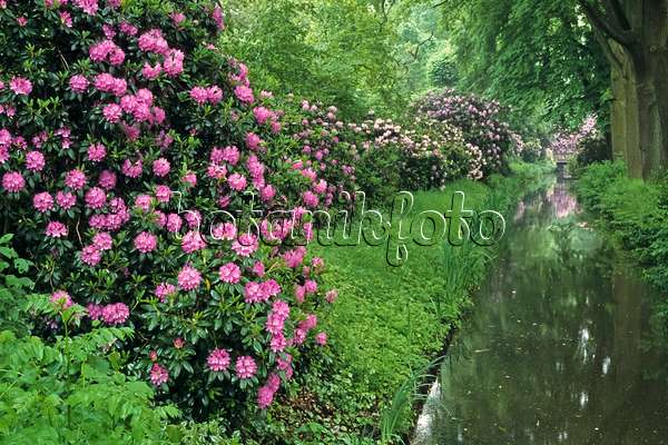 390140 - Catawba-Rhododendron (Rhododendron catawbiense) an einem Wassergraben