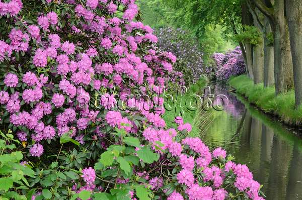 520431 - Catawba-Rhododendron (Rhododendron catawbiense) an einem Wassergraben
