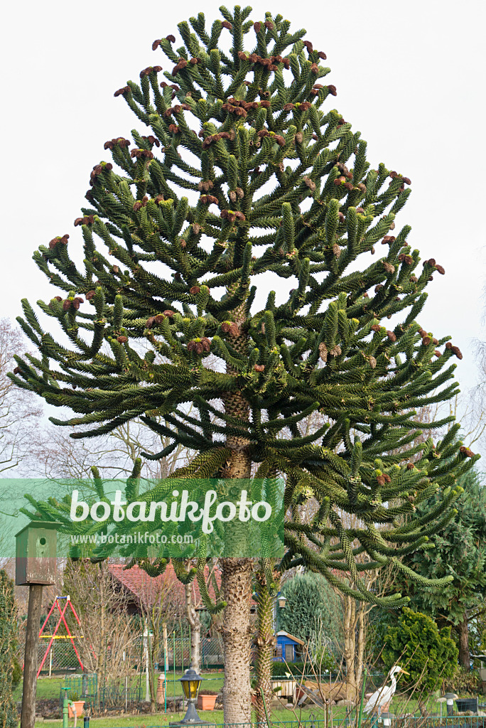 565033 - Chilenische Araukarie (Araucaria araucana)