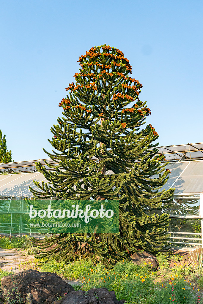 635013 - Chilenische Araukarie (Araucaria araucana)