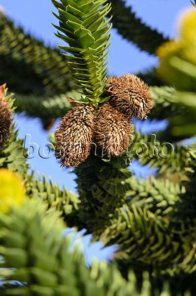 525348 - Chilenische Araukarie (Araucaria araucana) mit verblühten männlichen Blüten