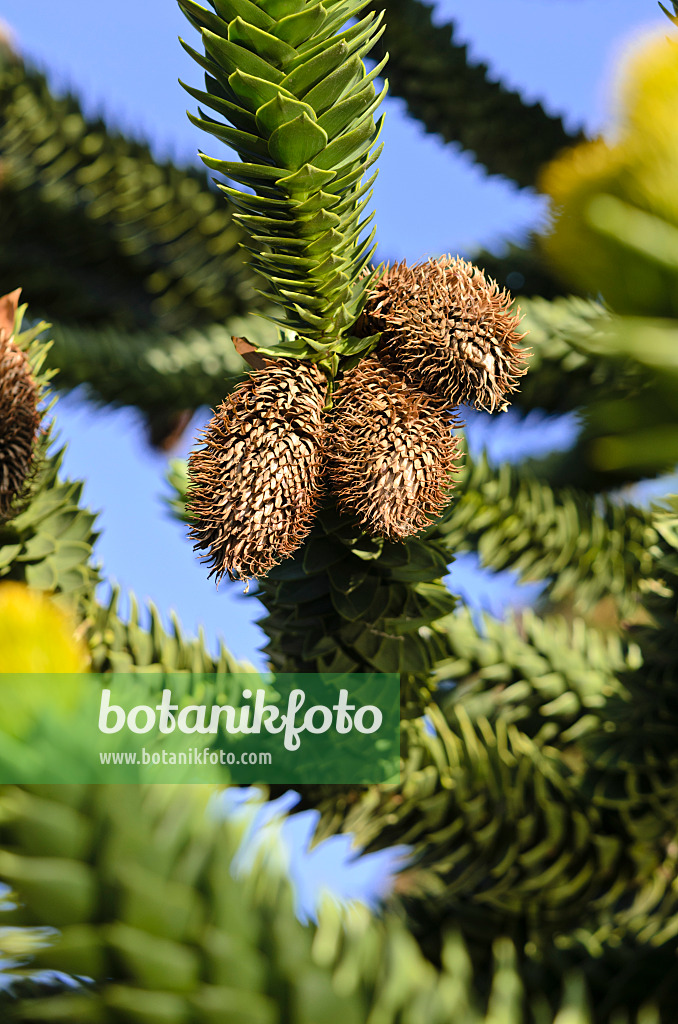 525348 - Chilenische Araukarie (Araucaria araucana) mit verblühten männlichen Blüten