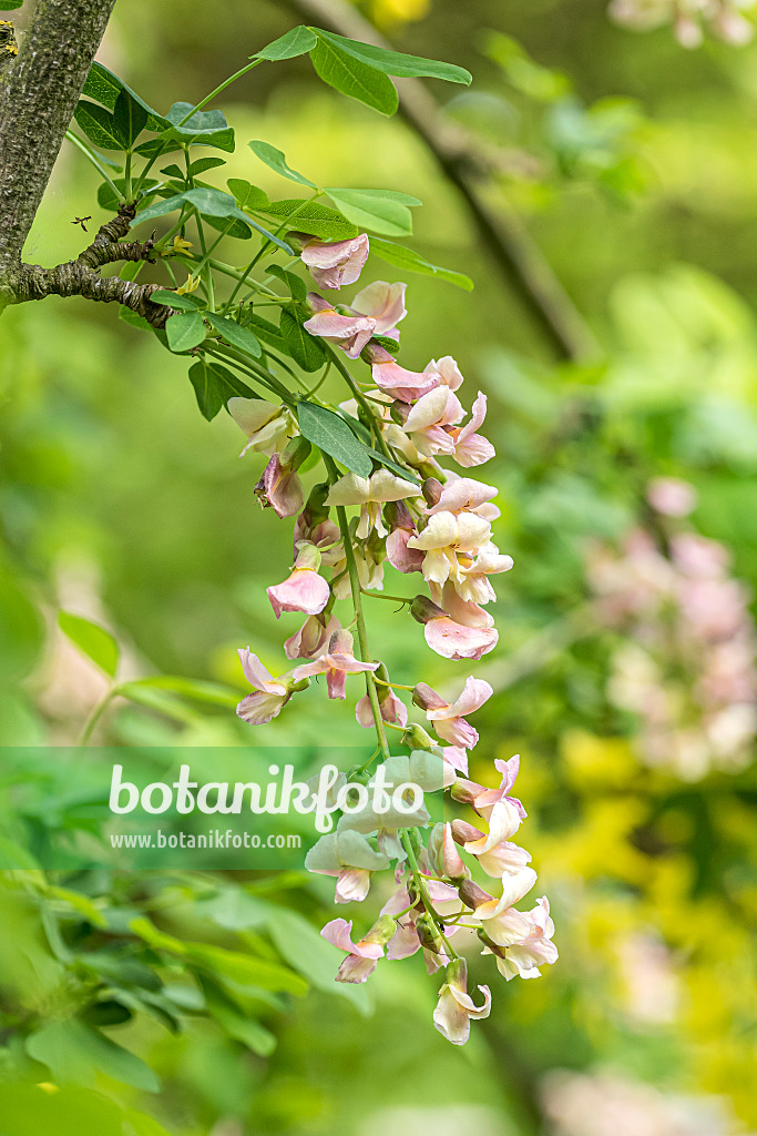 638143 - Chimären-Goldregen (Laburnocytisus adamii)