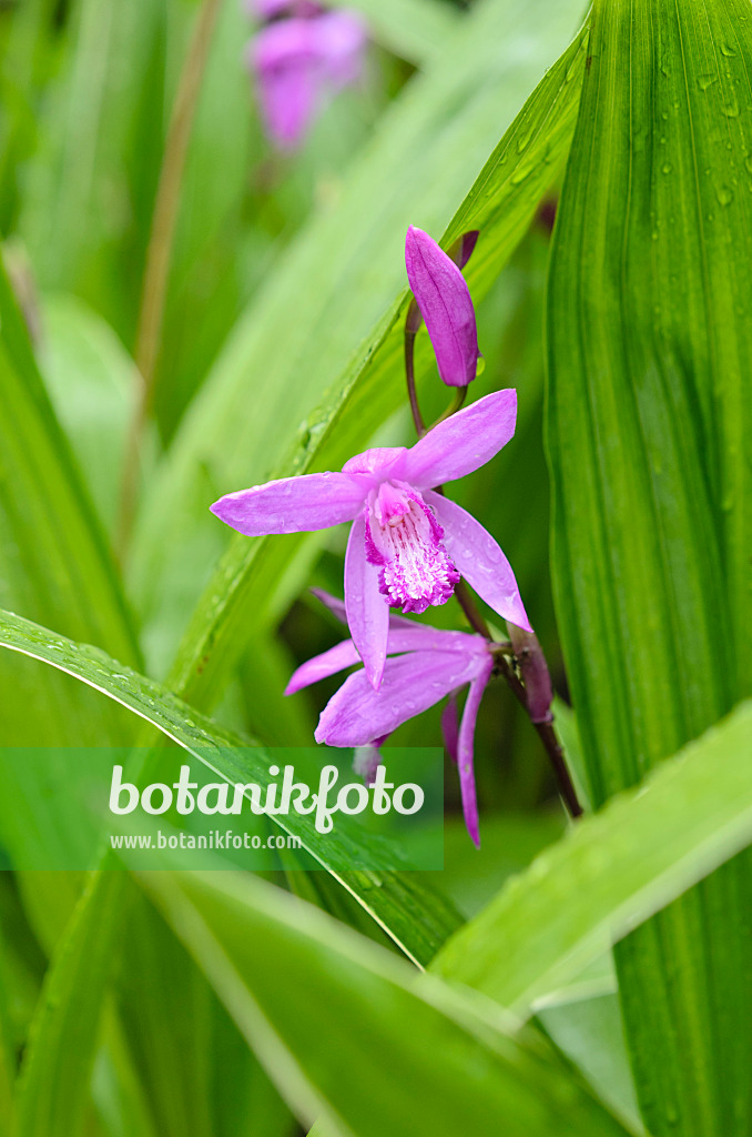 508562 - Chinaorchidee (Bletilla striata)