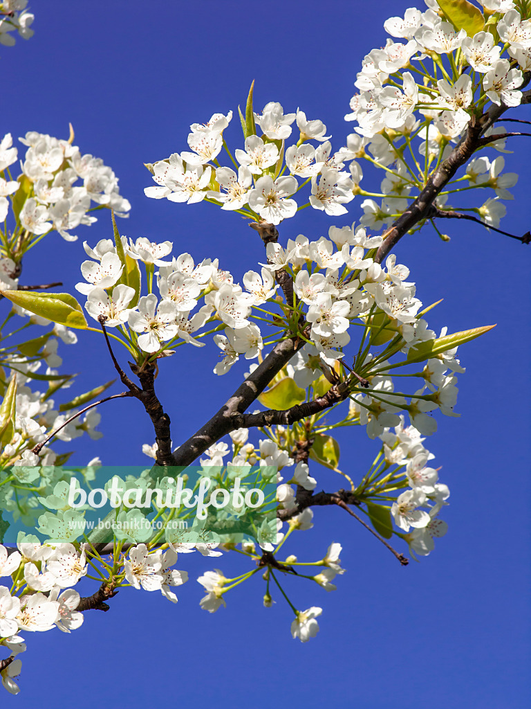 448004 - Chinesische Birne (Pyrus calleryana)