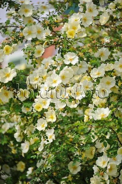 517424 - Chinesische Goldrose (Rosa hugonis syn. Rosa xanthina 'Hugonis')