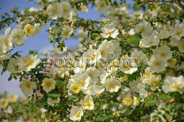 517425 - Chinesische Goldrose (Rosa hugonis syn. Rosa xanthina 'Hugonis')