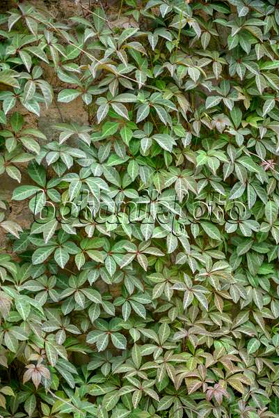 558172 - Chinesische Jungfernrebe (Parthenocissus henryana)