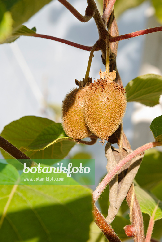 475054 - Chinesische Kiwi (Actinidia deliciosa)