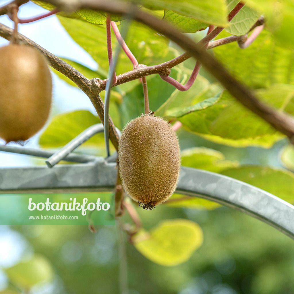 575006 - Chinesische Kiwi (Actinidia deliciosa 'Montclar')