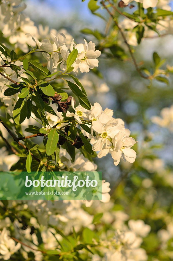 544032 - Chinesische Radspiere (Exochorda racemosa)