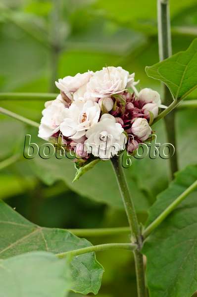 533590 - Chinesische Ruhmesblume (Clerodendrum philippinum)