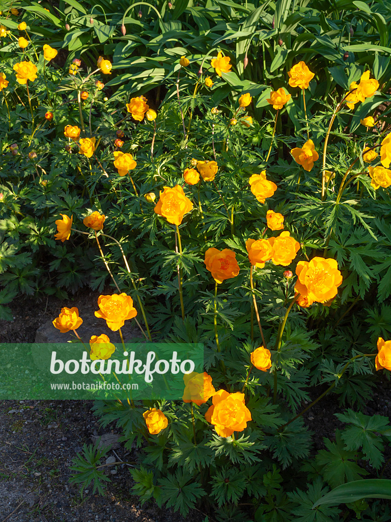 460048 - Chinesische Trollblume (Trollius chinensis)