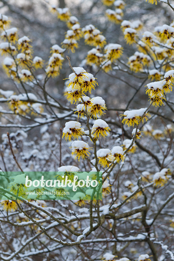 517051 - Chinesische Zaubernuss (Hamamelis mollis)