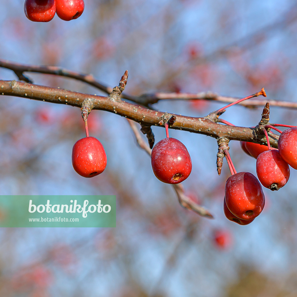 607159 - Chinesischer Apfel (Malus spectabilis)