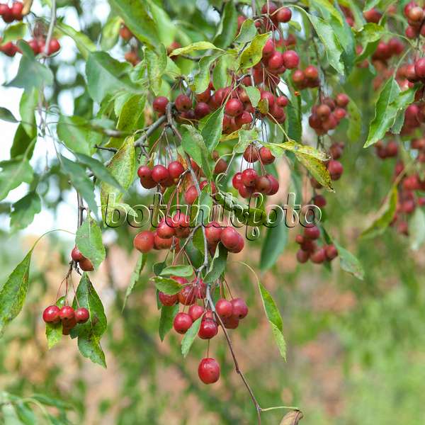 535307 - Chinesischer Apfel (Malus toringoides)