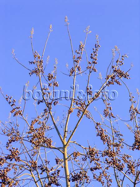 431097 - Chinesischer Blauglockenbaum (Paulownia tomentosa)