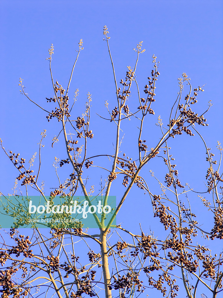 431097 - Chinesischer Blauglockenbaum (Paulownia tomentosa)