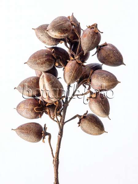 432159 - Chinesischer Blauglockenbaum (Paulownia tomentosa)