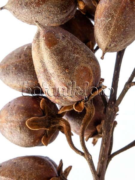 432160 - Chinesischer Blauglockenbaum (Paulownia tomentosa)