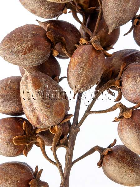 432161 - Chinesischer Blauglockenbaum (Paulownia tomentosa)