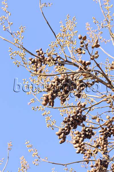 466094 - Chinesischer Blauglockenbaum (Paulownia tomentosa)