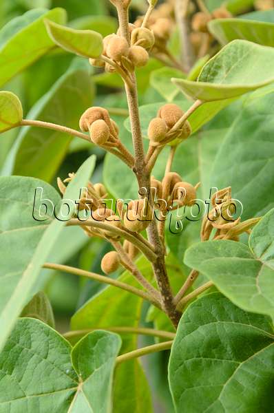 499153 - Chinesischer Blauglockenbaum (Paulownia tomentosa)