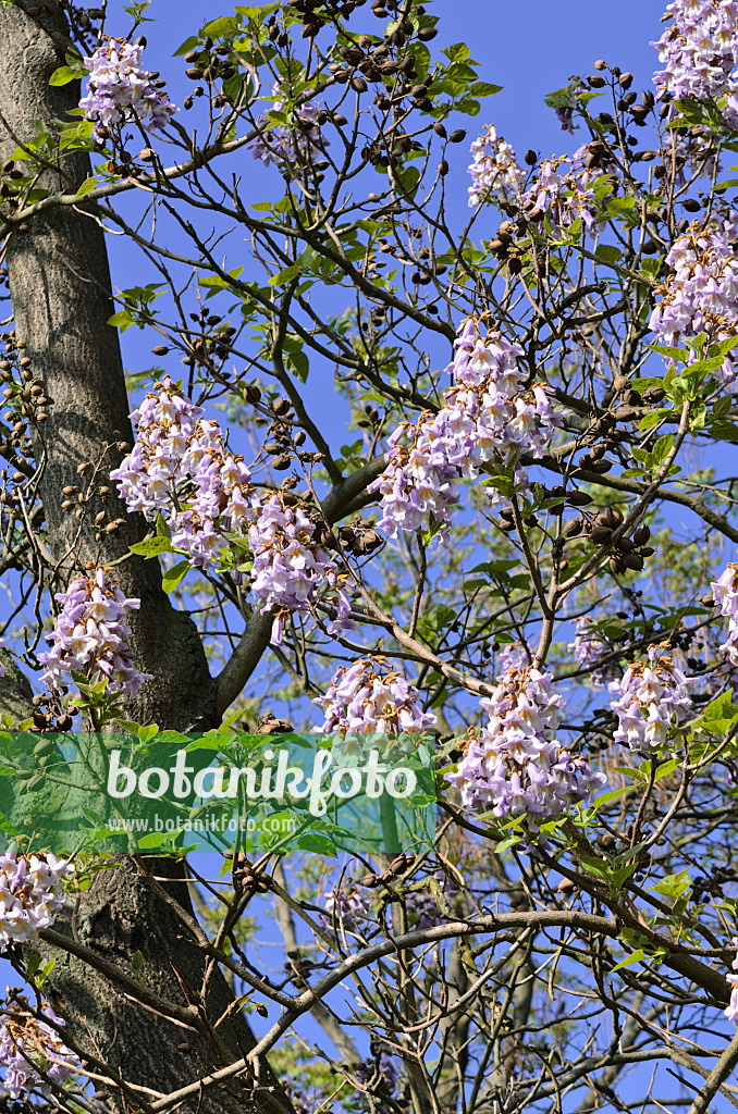 520242 - Chinesischer Blauglockenbaum (Paulownia tomentosa)