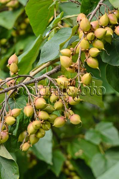 572009 - Chinesischer Blauglockenbaum (Paulownia tomentosa)