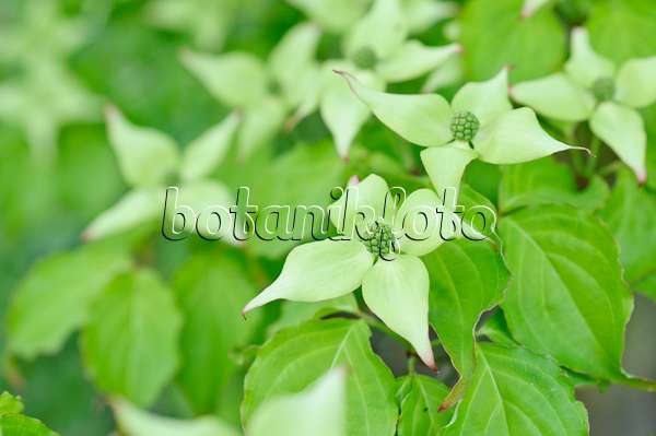 472145 - Chinesischer Blütenhartriegel (Cornus kousa var. chinensis)