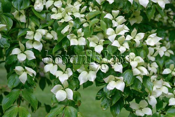 547124 - Chinesischer Blütenhartriegel (Cornus kousa var. chinensis)