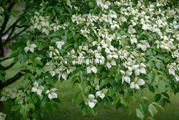 547125 - Chinesischer Blütenhartriegel (Cornus kousa var. chinensis)