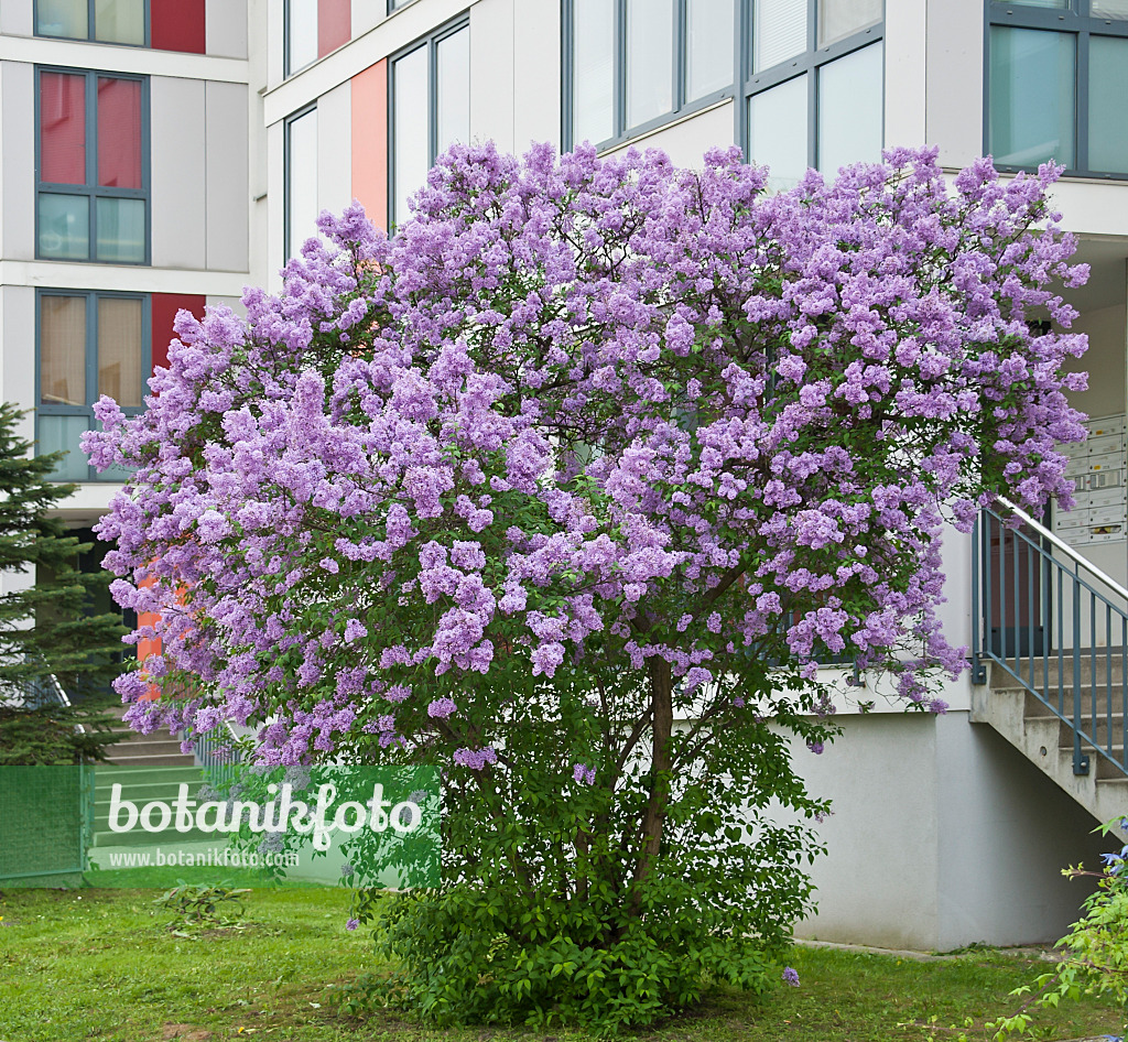 517250 - Chinesischer Flieder (Syringa x chinensis)