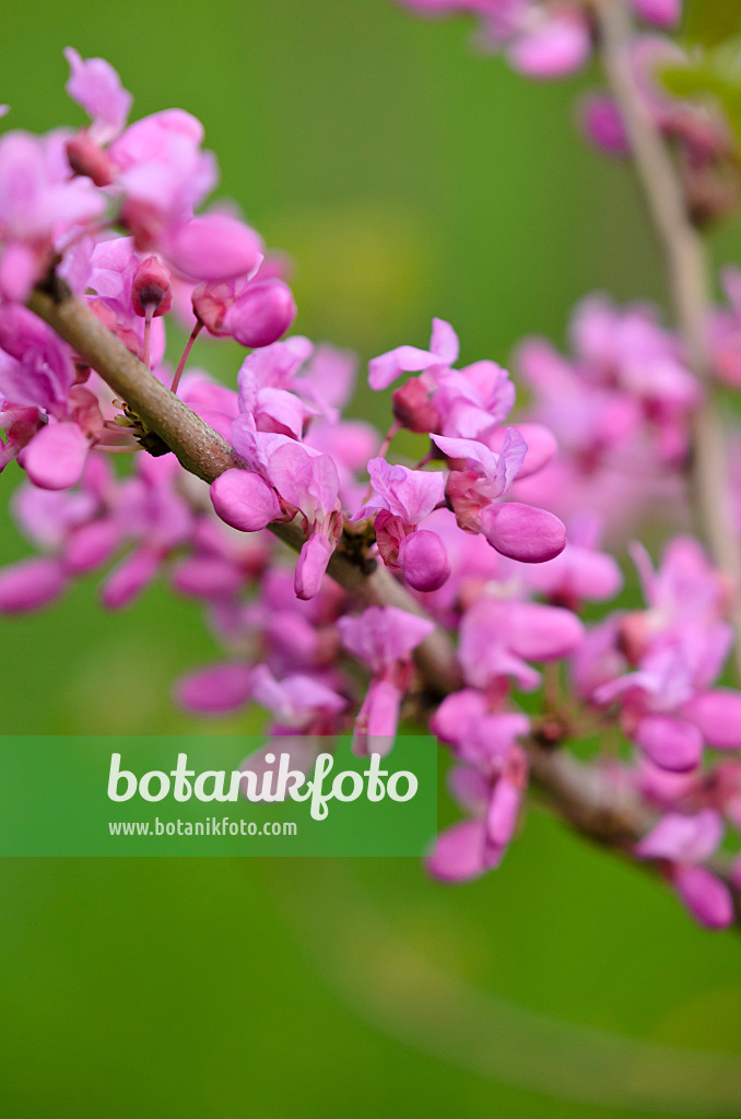 520091 - Chinesischer Judasbaum (Cercis chinensis)