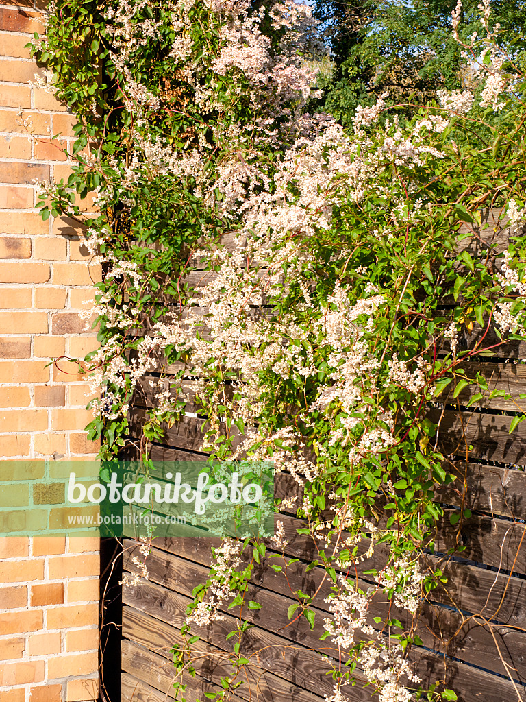 465124 - Chinesischer Knöterich (Fallopia aubertii syn. Polygonum aubertii)