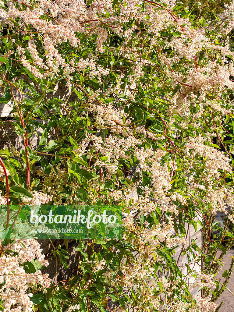 465126 - Chinesischer Knöterich (Fallopia aubertii syn. Polygonum aubertii)