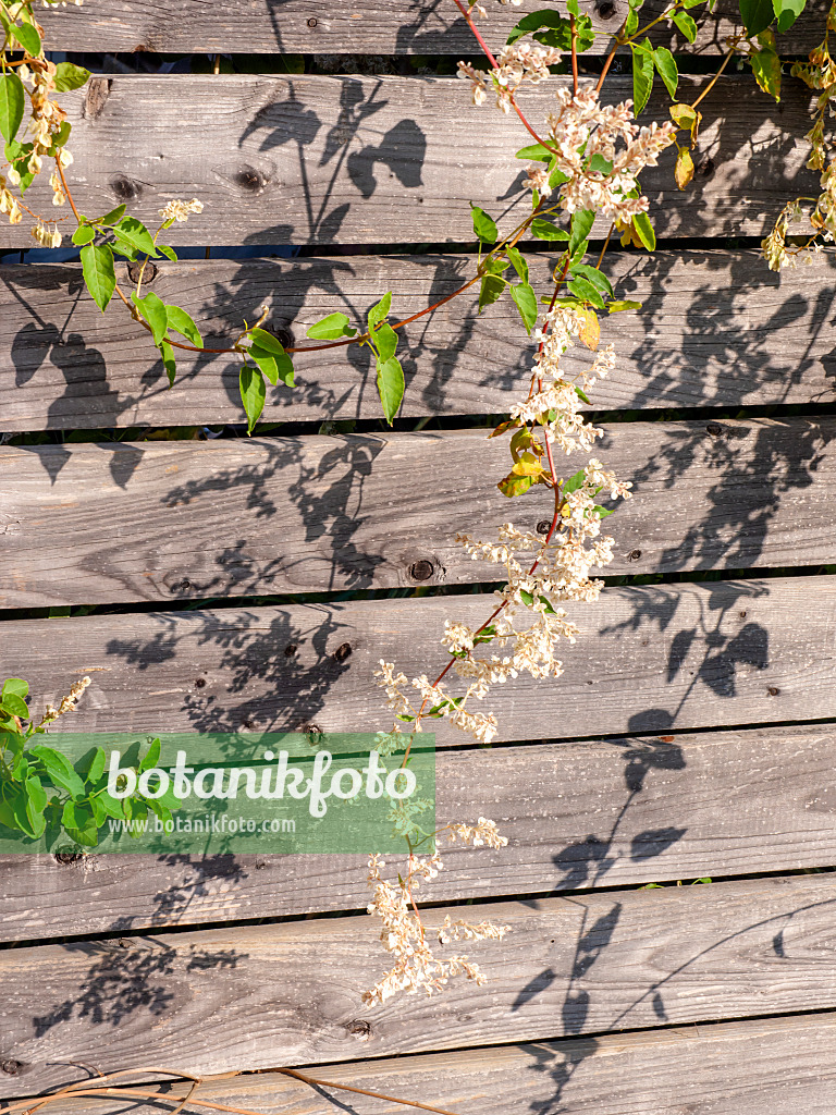 465127 - Chinesischer Knöterich (Fallopia aubertii syn. Polygonum aubertii)