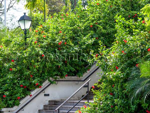 434164 - Chinesischer Roseneibisch (Hibiscus rosa-sinensis), Fort Canning Park, Singapur