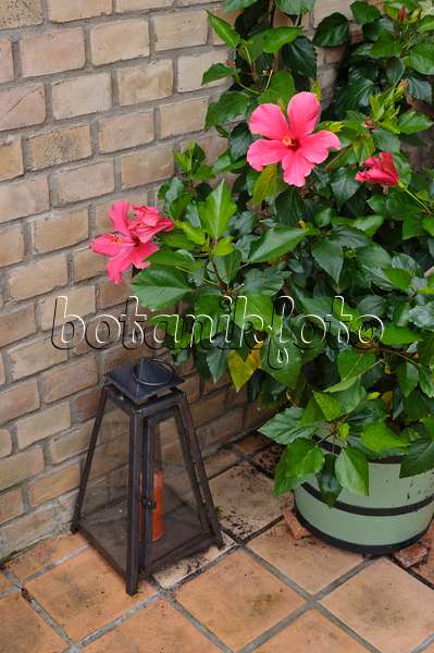473250 - Chinesischer Roseneibisch (Hibiscus rosa-sinensis)