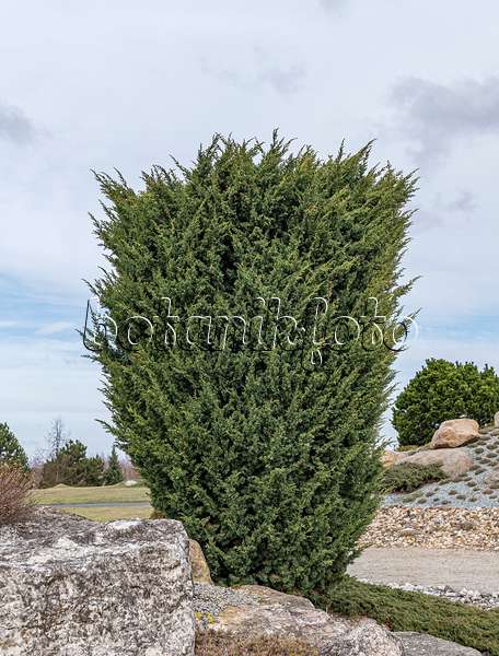 651352 - Chinesischer Wacholder (Juniperus chinensis 'Blaauw')