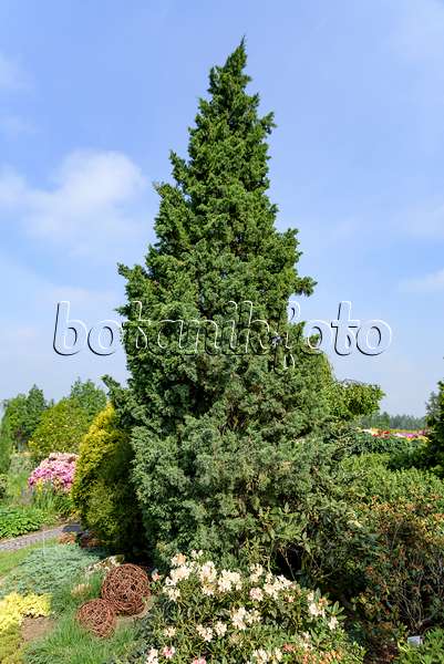 607118 - Chinesischer Wacholder (Juniperus chinensis 'Iowa')