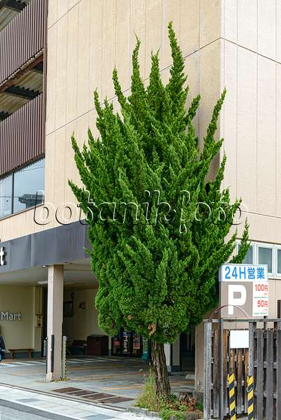 607119 - Chinesischer Wacholder (Juniperus chinensis 'Kaizuka')