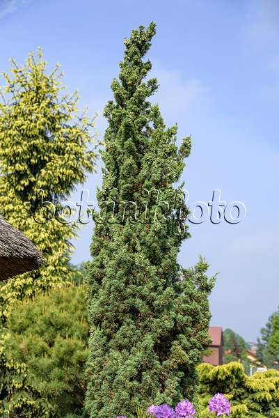 607122 - Chinesischer Wacholder (Juniperus chinensis 'Robust Green'')