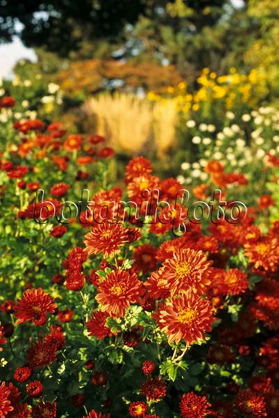383072 - Chrysantheme (Chrysanthemum indicum 'Bronzeteppich')